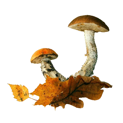 гриб осень съедобный гриб