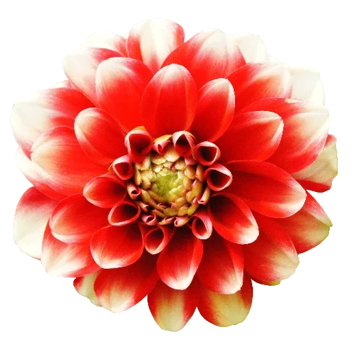 растение цветок лепесток