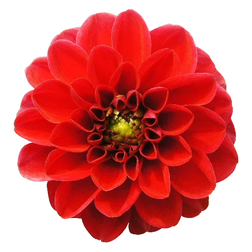 растение цветок георгин