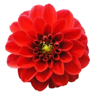 plant flower dahlia