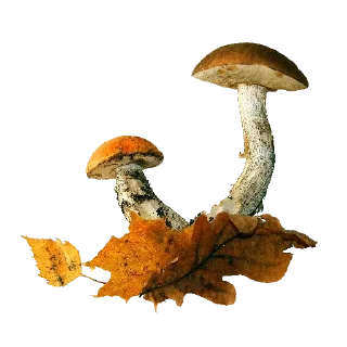 fungus autumn edible mushroom