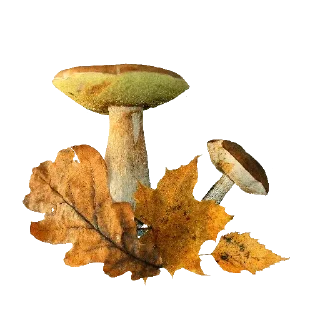 fungus autumn edible mushroom