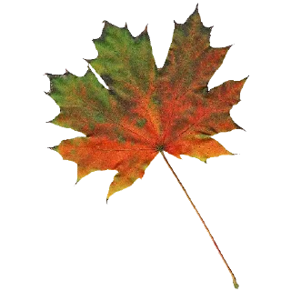 plant tree maple