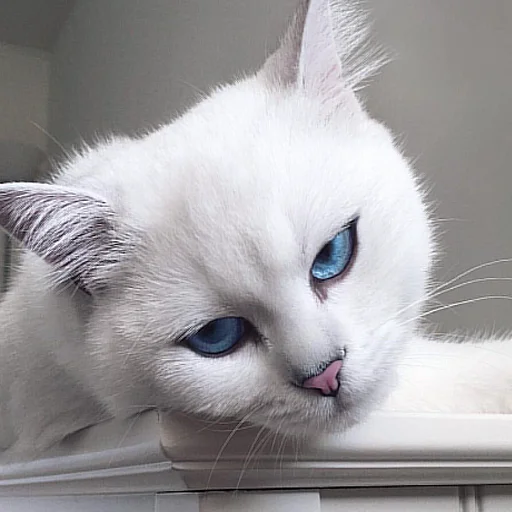 Ты черный? - 