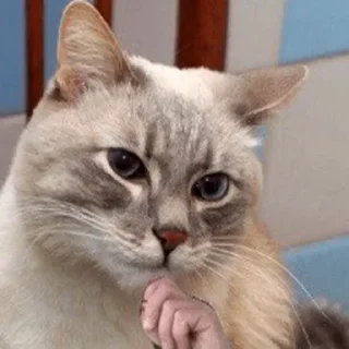 Sticker Ты черный? - 6