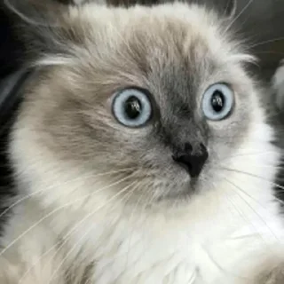 Sticker Ты черный? - 9