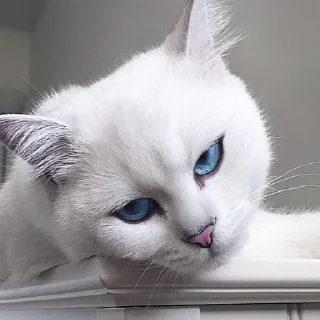 Sticker Ты черный? - 10