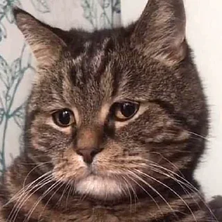 Sticker Ты черный? - 7