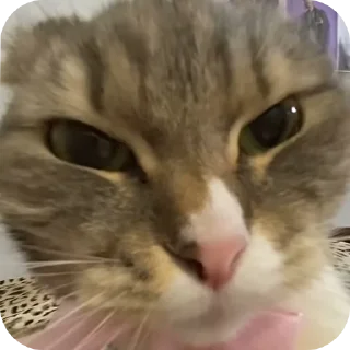 Sticker Xoxooxo boba - 2