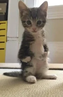 Sticker Больше стиков тут: @stikery4 - 10