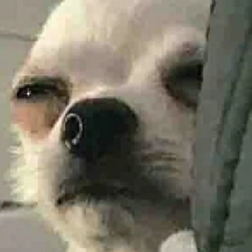 животное обезьяна хищная птица