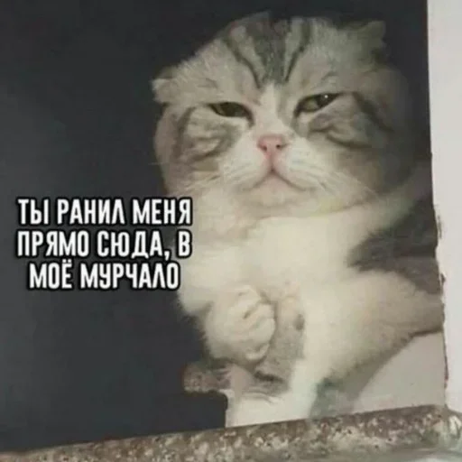 СМС млекопитающее животное