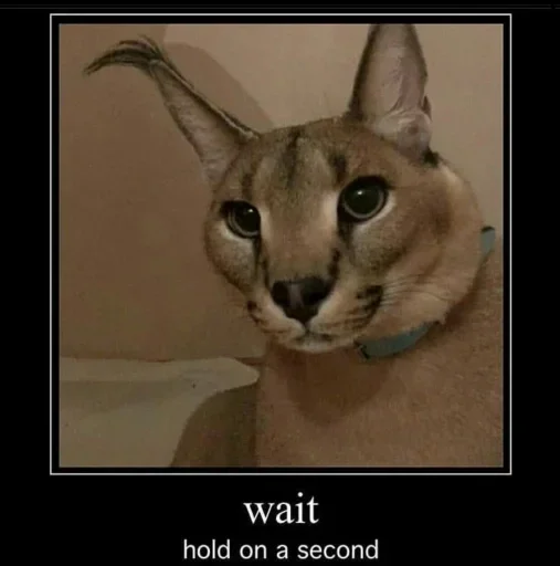 животное кошка млекопитающее