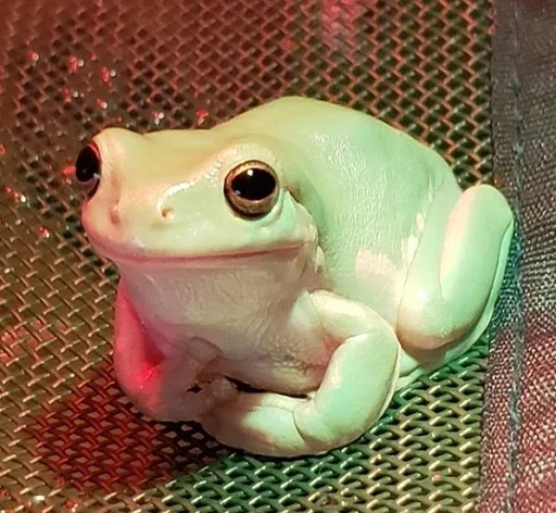 лягушка животное амфибия