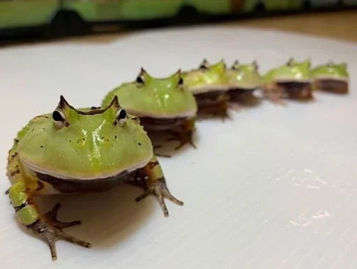 амфибия животное пища