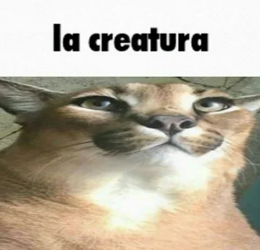 животное кошка млекопитающее