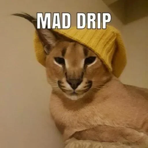 кошка животное Дикая кошка