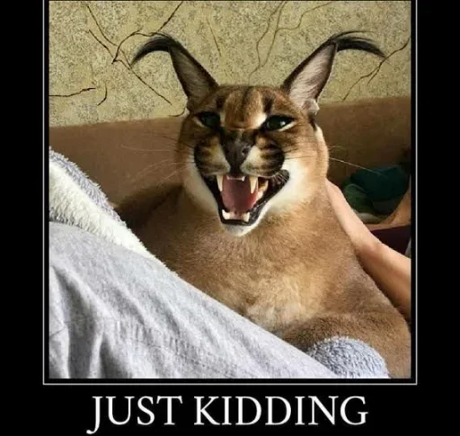 животное кошка млекопитающее