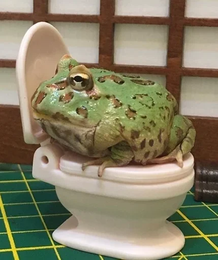 лягушка настоящая лягушка амфибия