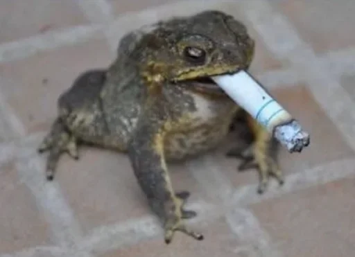 животное лягушка амфибия