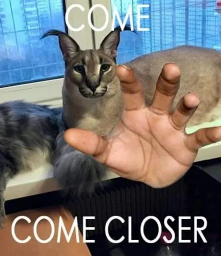 животное кошка млекопитающее