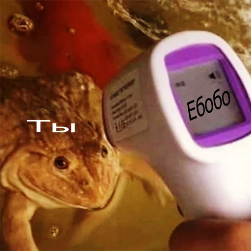 amphibian text indoor