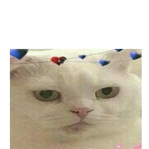 animal mammal domestic cat