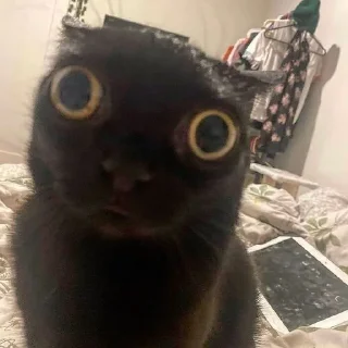 Стикер Суета🤙 - 2