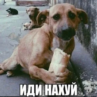 Стикер Суета🤙 - 9