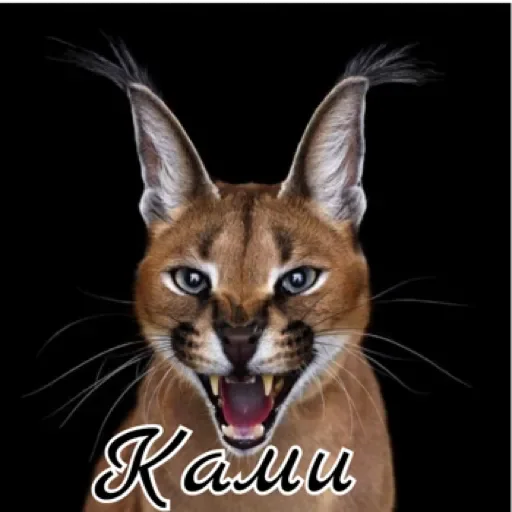 Sticker Кαʍս🍓 by @stqrapp - 8