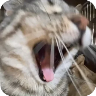 Стикер Я Олег - 3