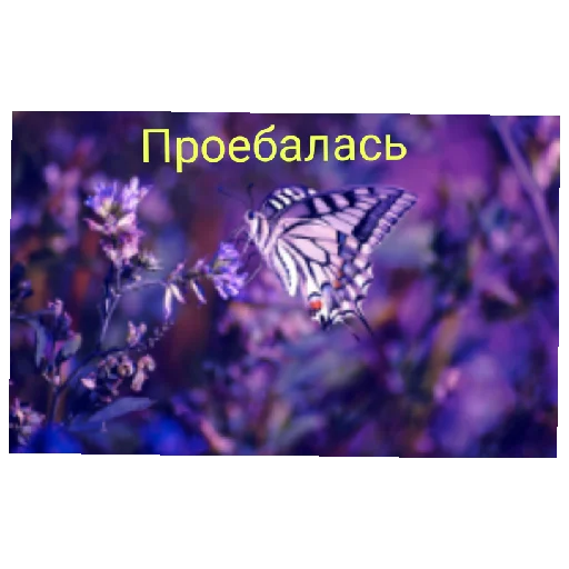 Я бабочка - 