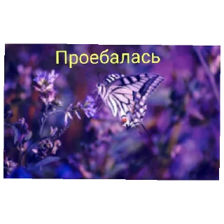 Стикер Я бабочка - 2