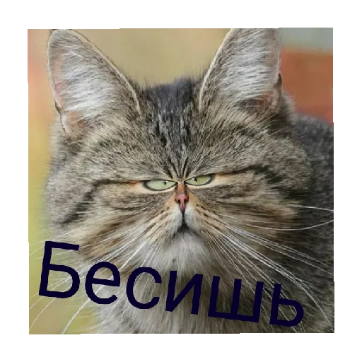 Sticker Я права bich - 4