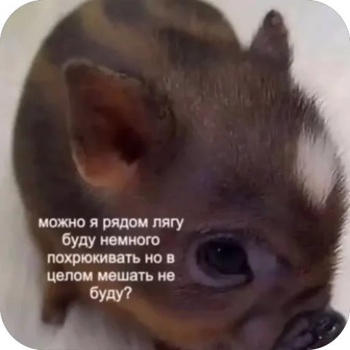 Стикер YAebalvrot64 - 1