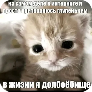 Sticker @Pe4enka999(ЯэБаал) - 7