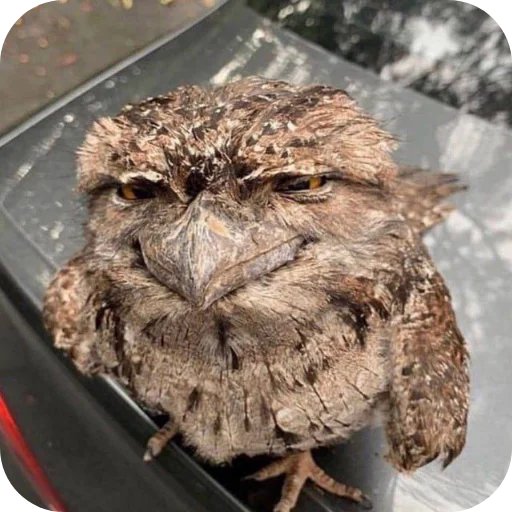 Стикер YAjcaSinicy3 - 1