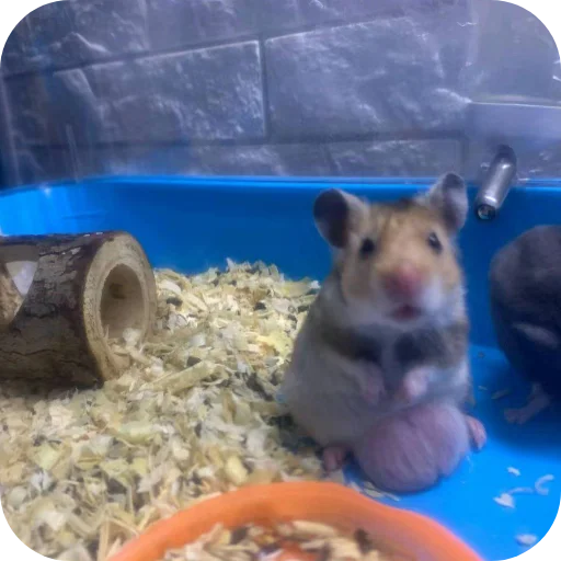 Стикер YAjcaSinicy3 - 1