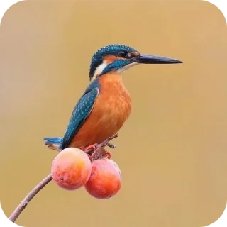 Sticker ГИГАНТСИЕ ПОТНЫЕ ЯЙЦА by: @MinetHabiboV - 4