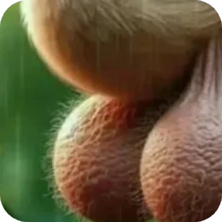 Sticker ГИГАНТСИЕ ПОТНЫЕ ЯЙЦА by: @MinetHabiboV - 10