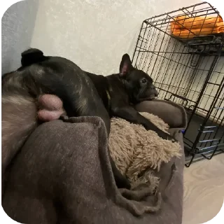 Sticker ГИГАНТСИЕ ПОТНЫЕ ЯЙЦА by: @MinetHabiboV - 8