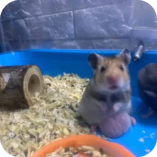 Sticker ГИГАНТСИЕ ПОТНЫЕ ЯЙЦА by: @MinetHabiboV - 3