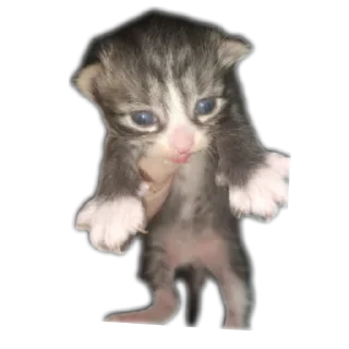 Стикер Яйко - 0