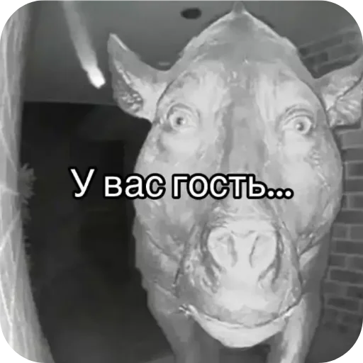 Стикер YApidoras698 - 1