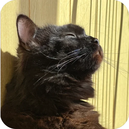 Стикер YAyayach16 - 1