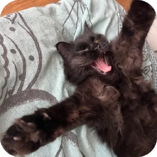 Стикер Яяяч - 1