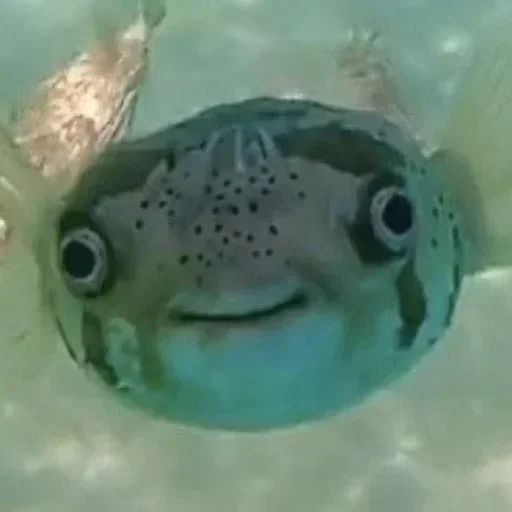 Sticker YBkVPsPVaXfKQlwOIq_by_stickers_stealer_bot - 1