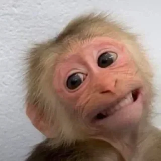 Sticker @stikerk877 - 2