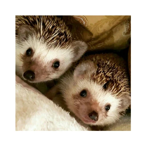 Sticker YOzhik287 - 1