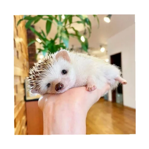 Sticker YOzhik287 - 1